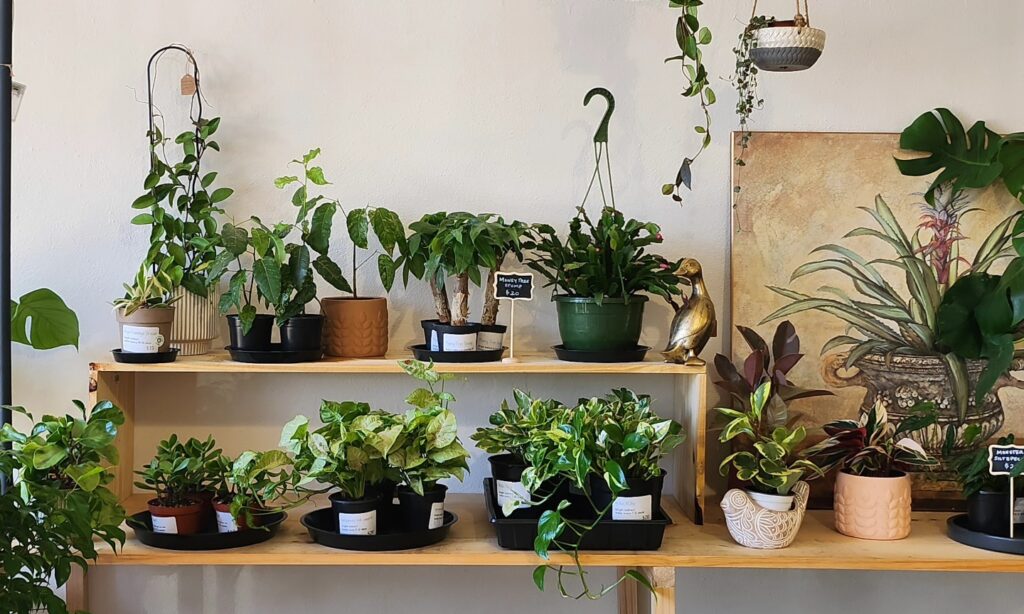 houseplant boutique in uptown westerville